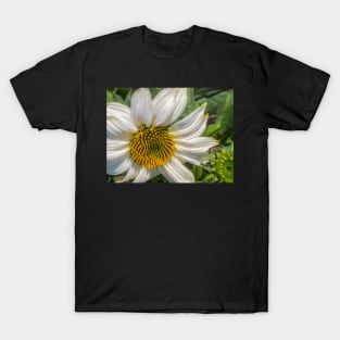 White Coneflower Newly Opened by Debra Martz T-Shirt